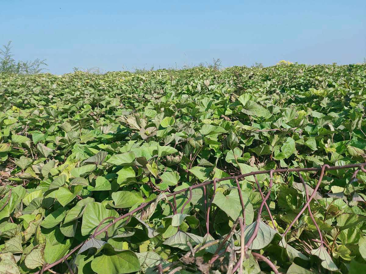 紅薯對環境的要求和栽種方法