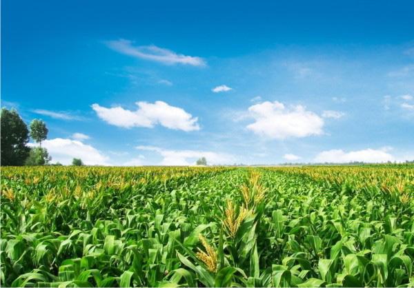 農作物病蟲害防治方法大全