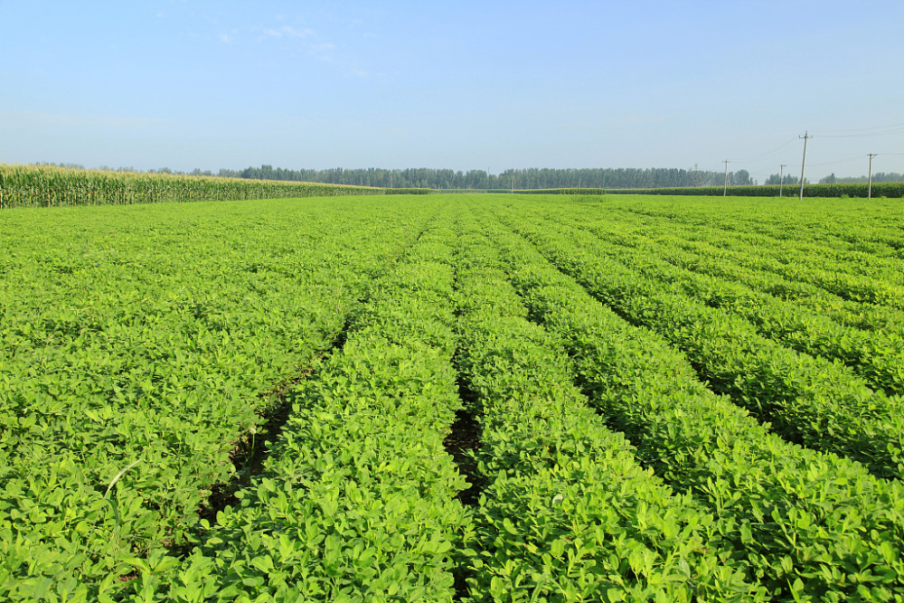 掌握六項栽培要點 保障花生穩產高產