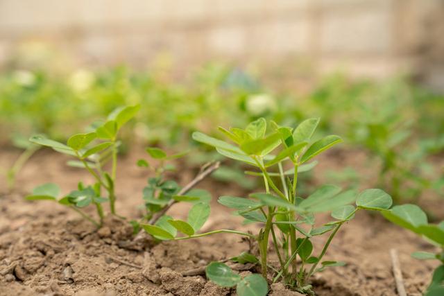 花生發生爛種的原因及補救措施