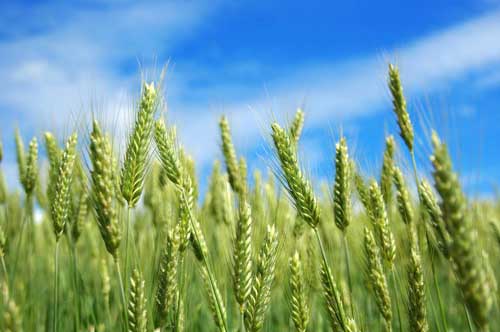 影響強筋冬小麥品質的四大因素