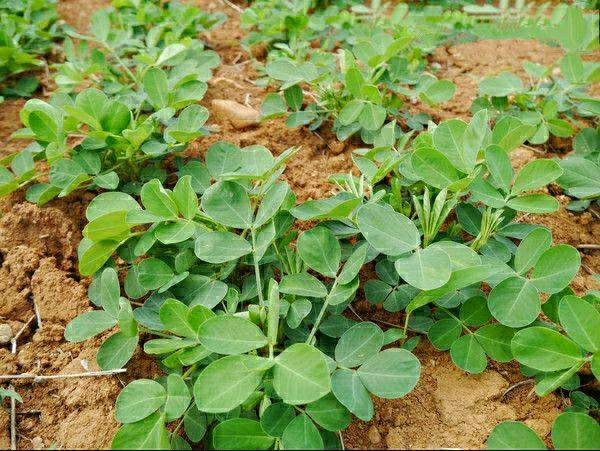 花生發生爛種的原因及補救措施