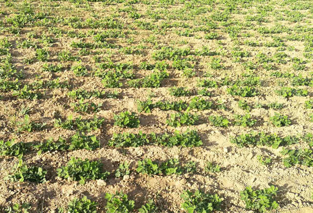 花生高產高效種植模式兩種